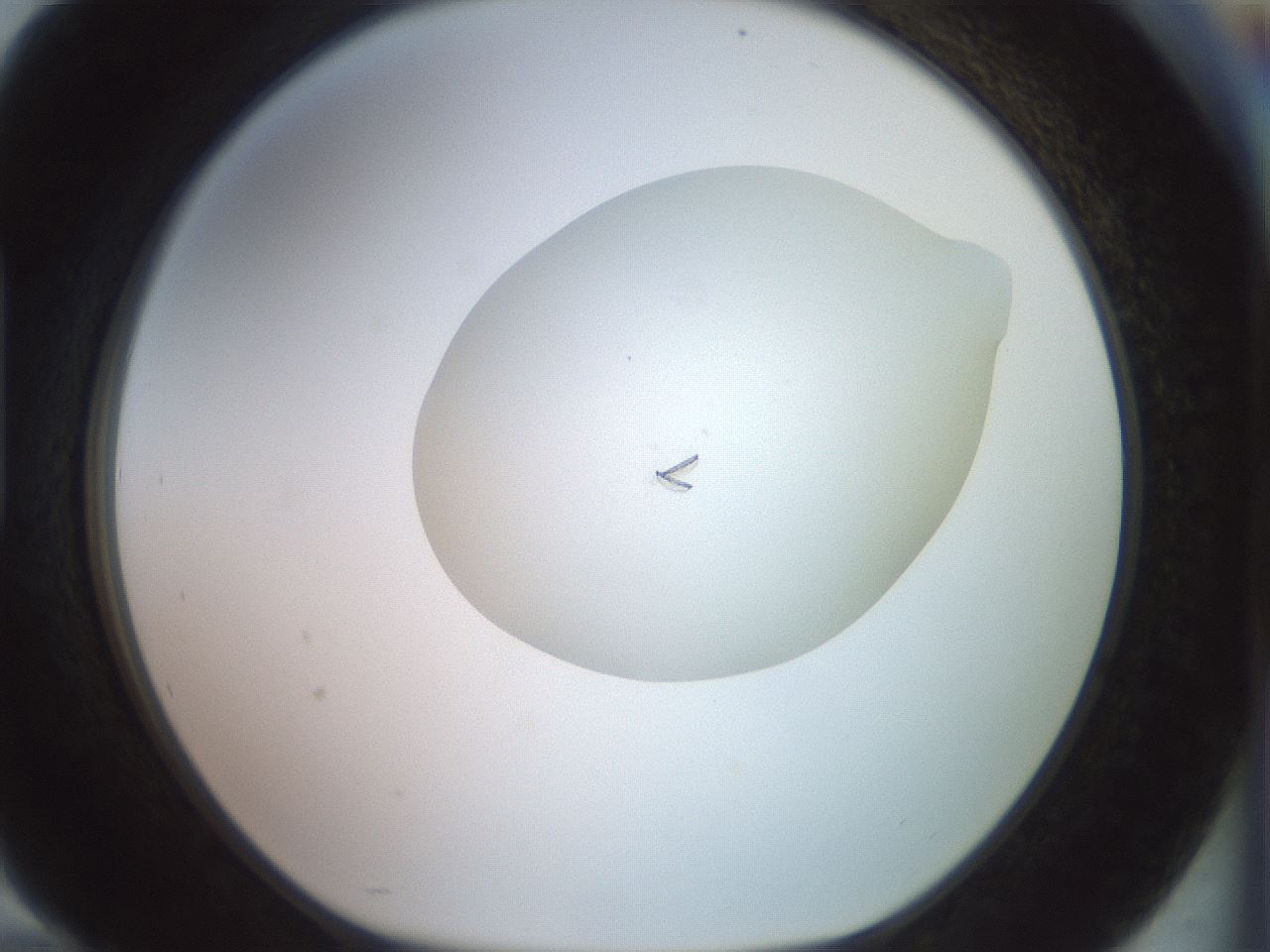 folderID856_plateID1856_batchID7888_wellNum94_profileID1_d1_r123928_ef.jpg