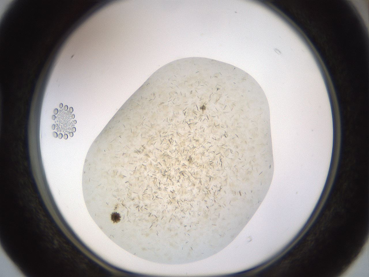 folderID880_plateID1880_batchID8002_wellNum40_profileID1_d1_r126731_ef.jpg