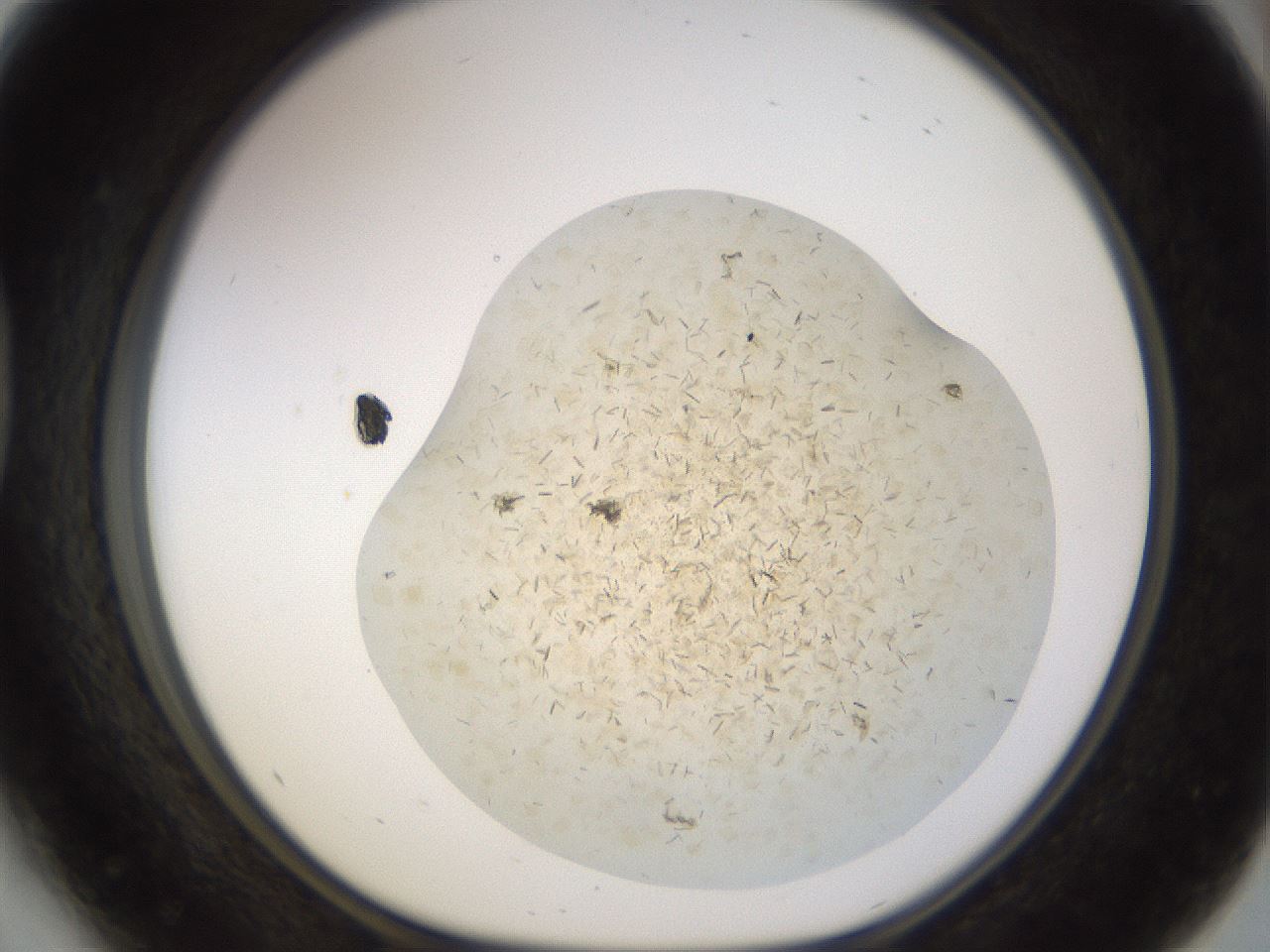 folderID880_plateID1880_batchID8002_wellNum41_profileID1_d1_r126732_ef.jpg