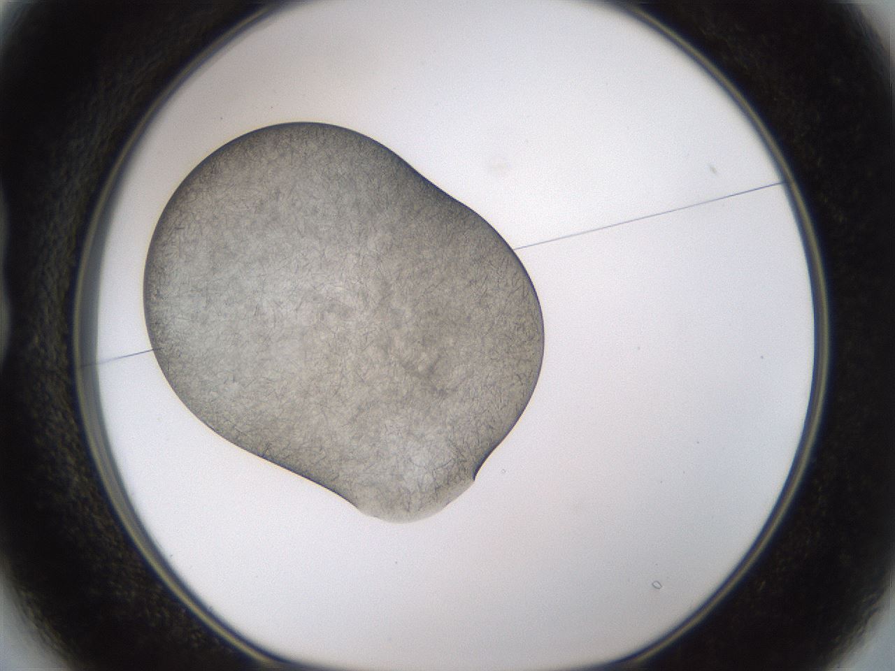 folderID894_plateID2894_batchID15879_wellNum13_profileID1_d1_r242556_ef.jpg