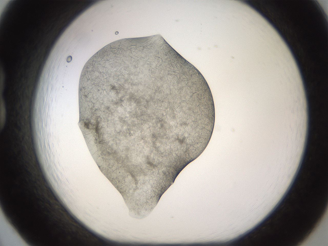 folderID894_plateID2894_batchID15879_wellNum20_profileID1_d1_r242563_ef.jpg