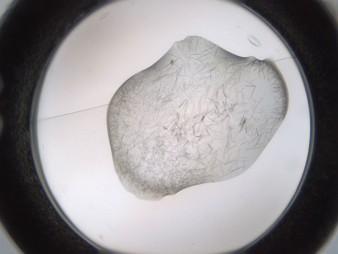 folderID894_plateID2894_batchID15879_wellNum25_profileID1_d1_r242568_ef.jpg