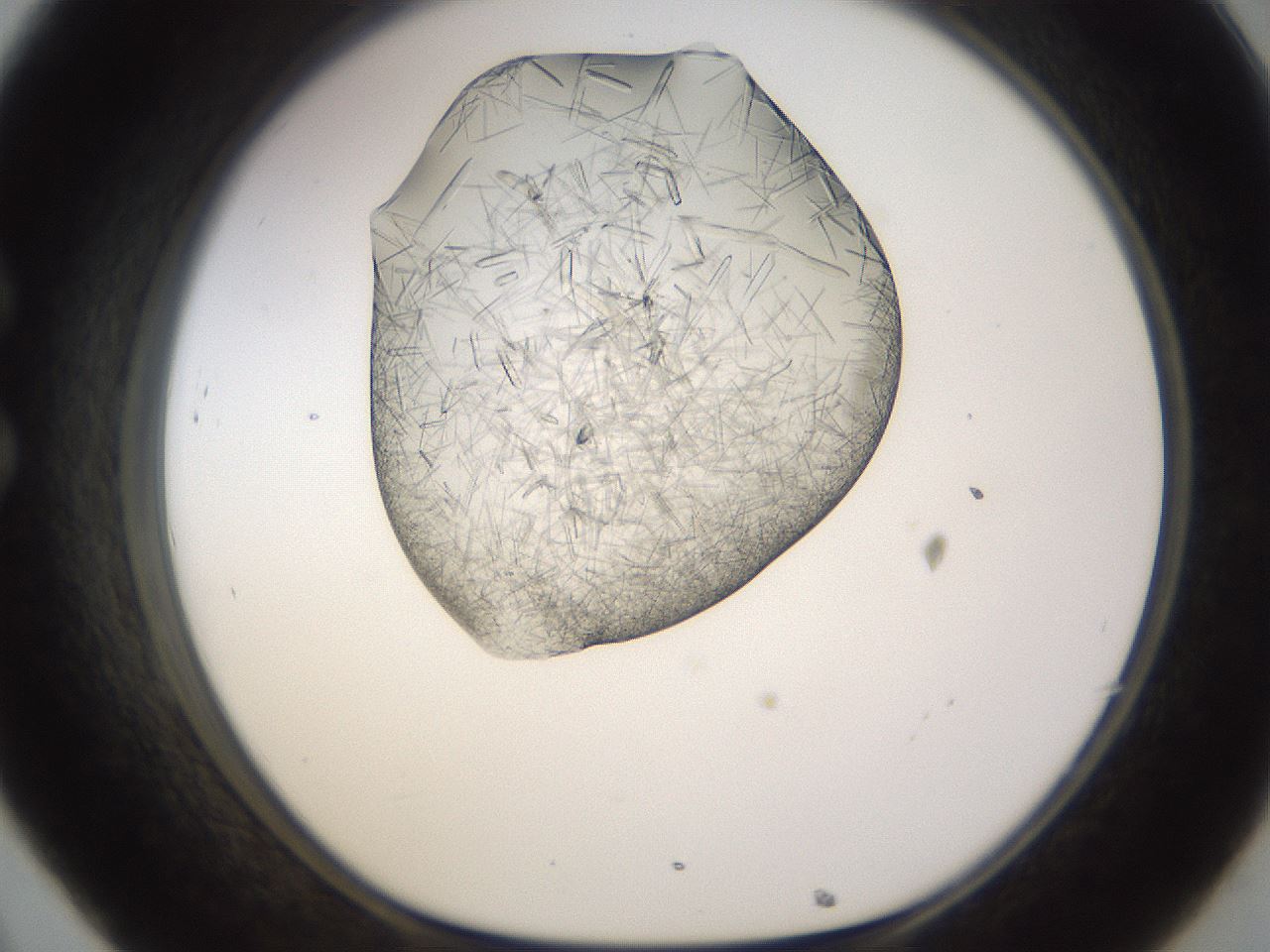 folderID894_plateID2894_batchID15879_wellNum32_profileID1_d1_r242575_ef.jpg
