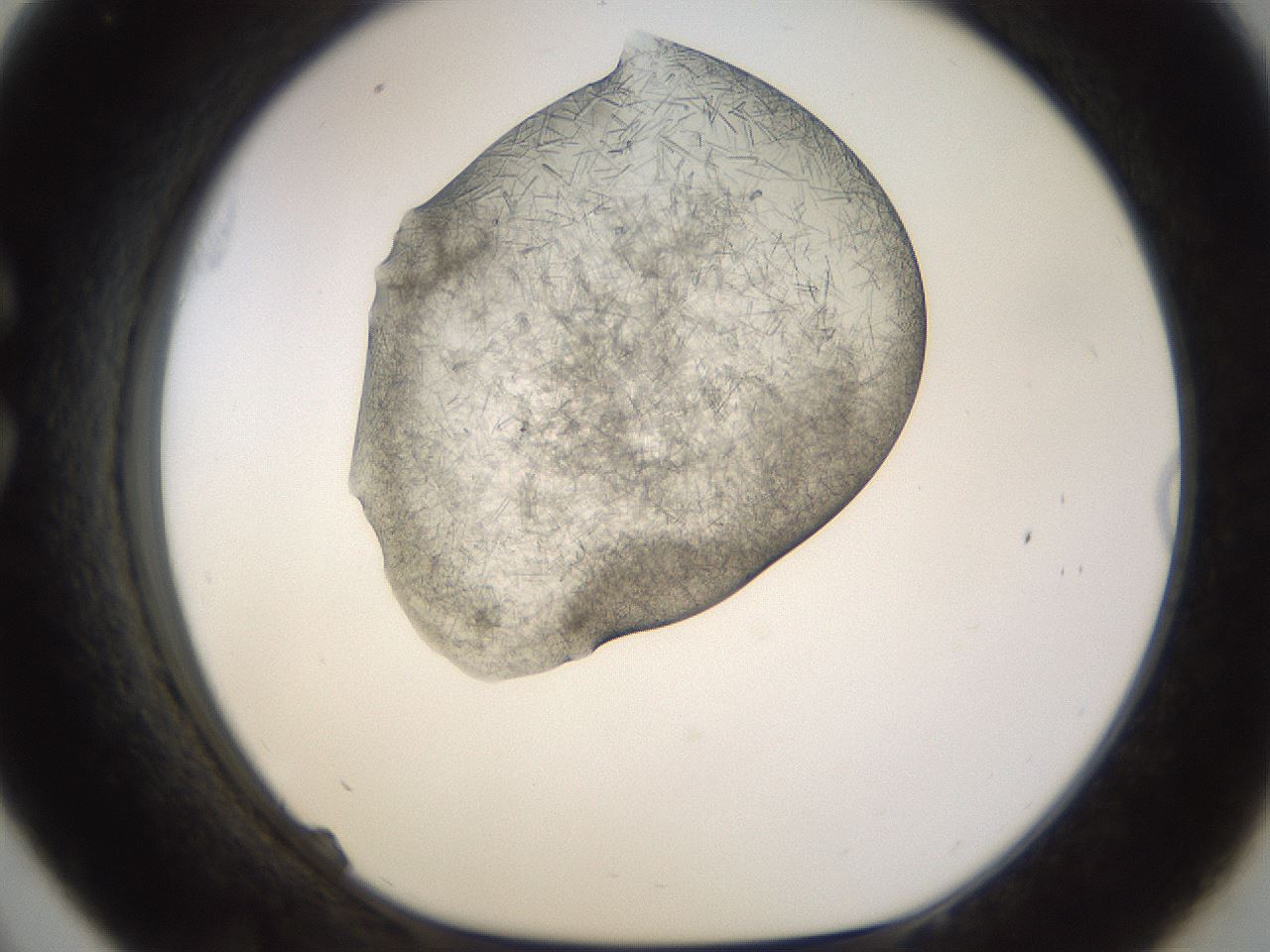 folderID894_plateID2894_batchID15879_wellNum33_profileID1_d1_r242576_ef.jpg
