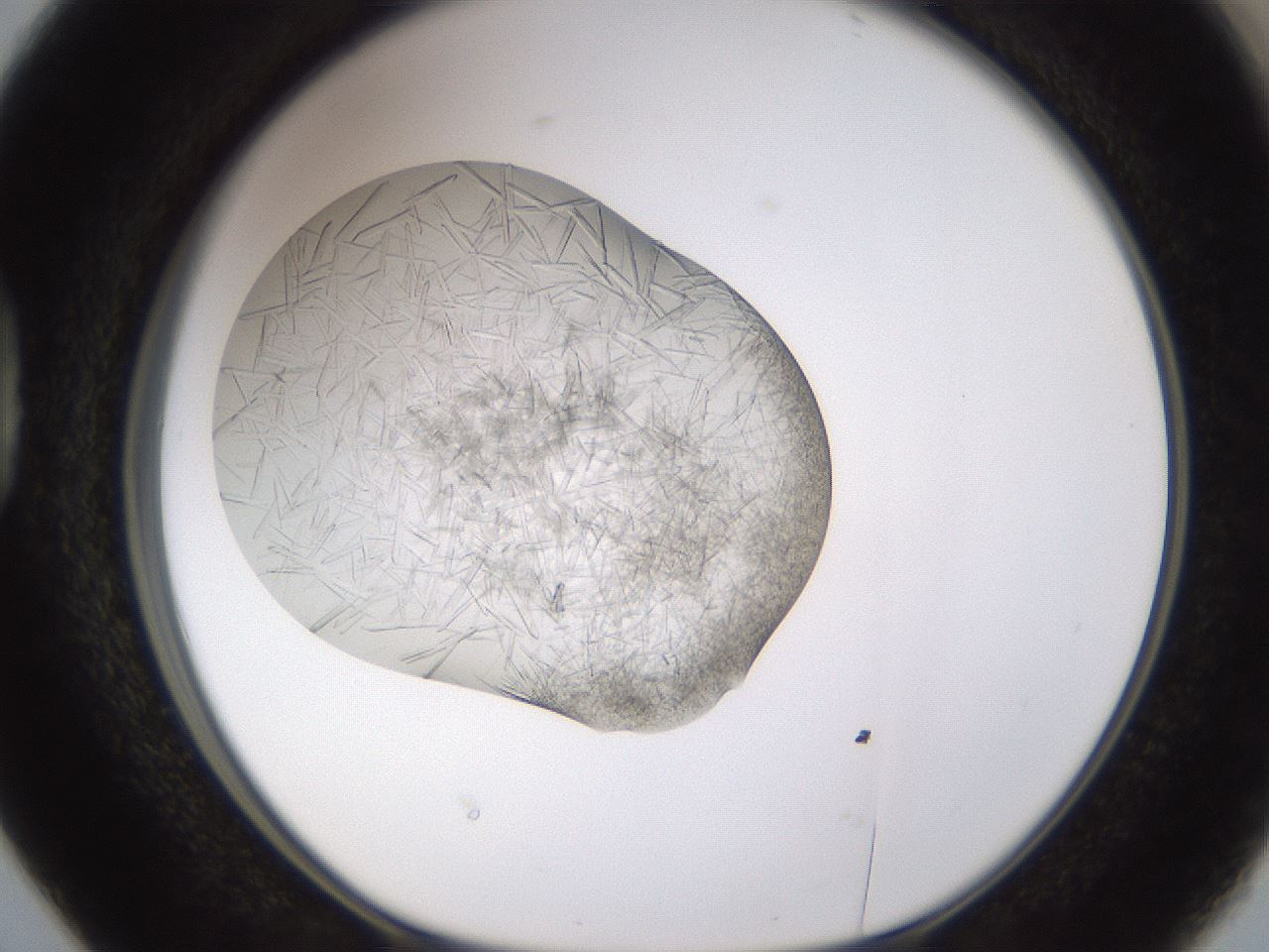 folderID894_plateID2894_batchID15879_wellNum38_profileID1_d1_r242581_ef.jpg