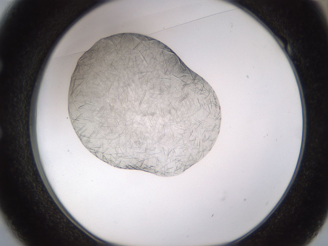 folderID894_plateID2894_batchID15879_wellNum49_profileID1_d1_r242592_ef.jpg