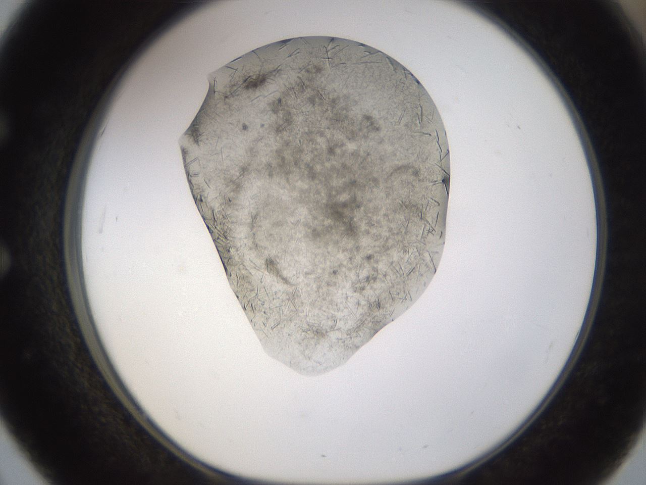 folderID894_plateID2894_batchID15879_wellNum51_profileID1_d1_r242594_ef.jpg