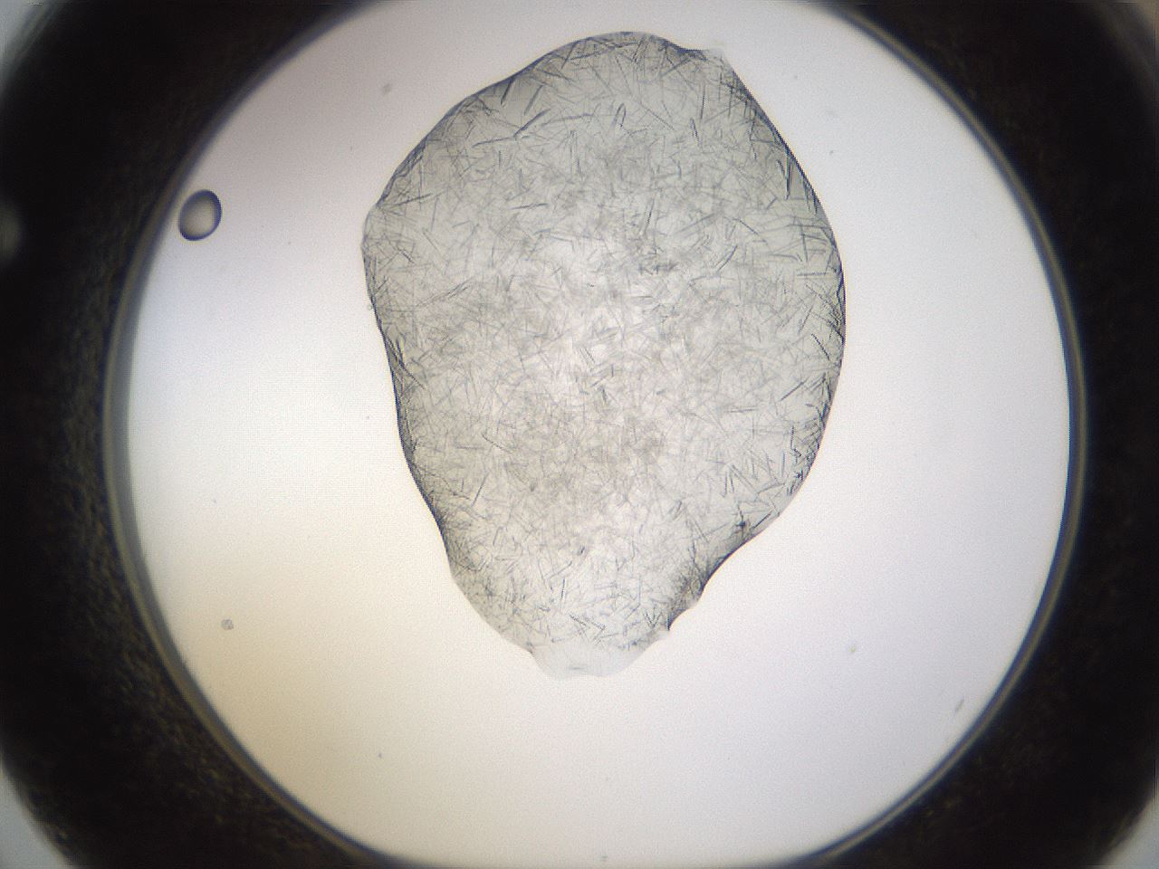 folderID894_plateID2894_batchID15879_wellNum62_profileID1_d1_r242605_ef.jpg