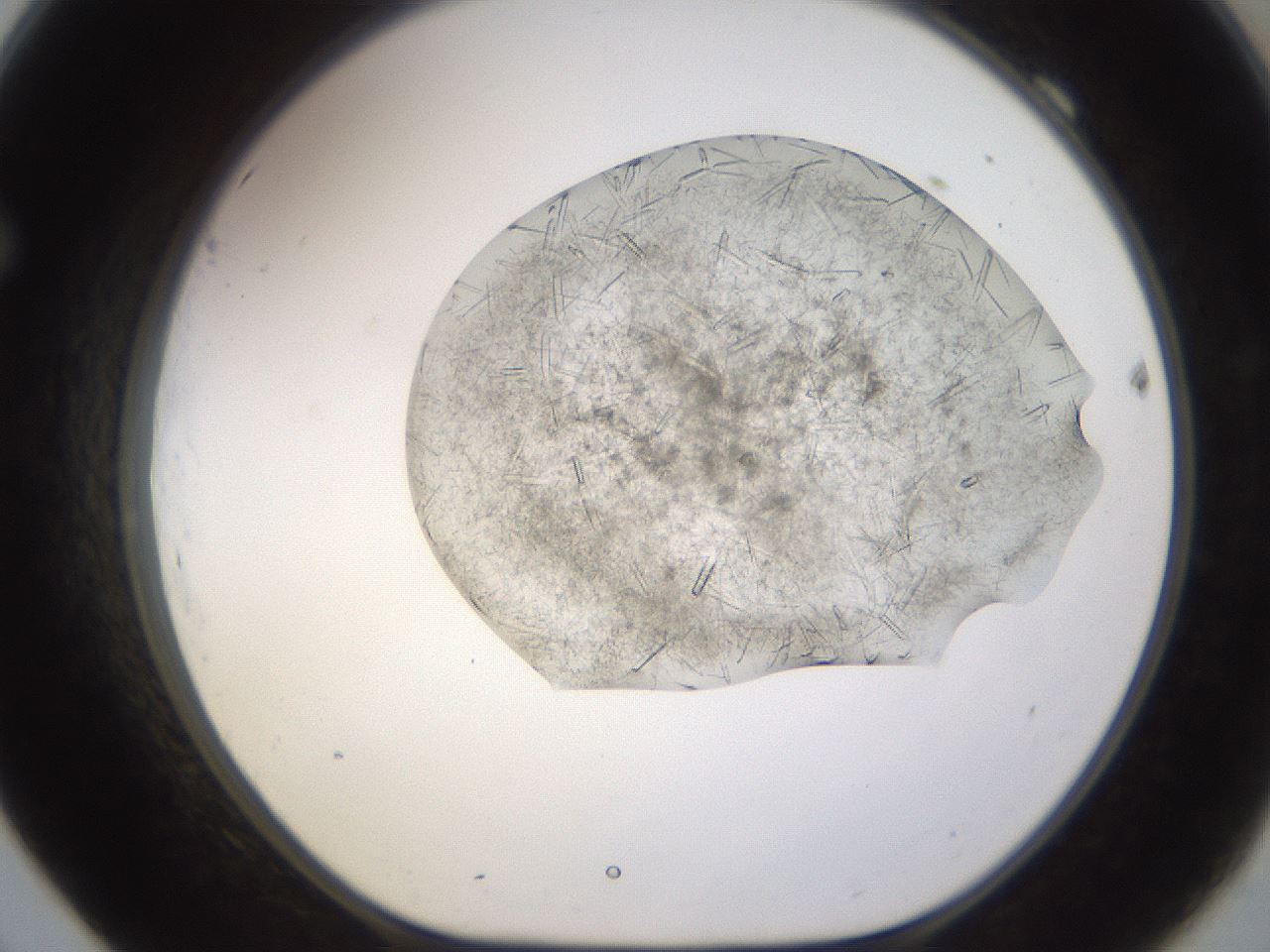 folderID894_plateID2894_batchID15879_wellNum69_profileID1_d1_r242612_ef.jpg