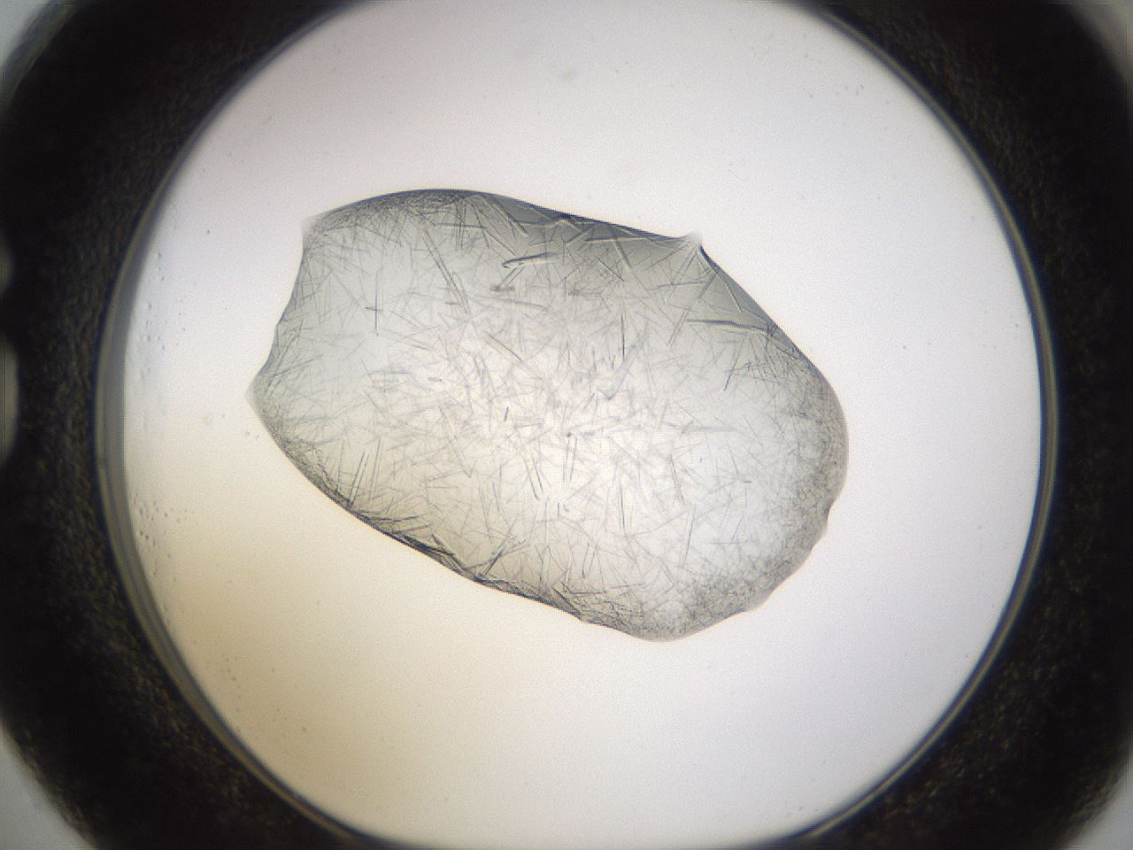 folderID894_plateID2894_batchID15879_wellNum73_profileID1_d1_r242616_ef.jpg