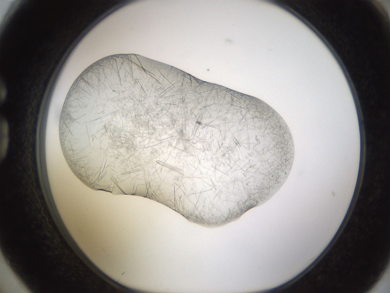 folderID894_plateID2894_batchID15879_wellNum74_profileID1_d1_r242617_ef.jpg