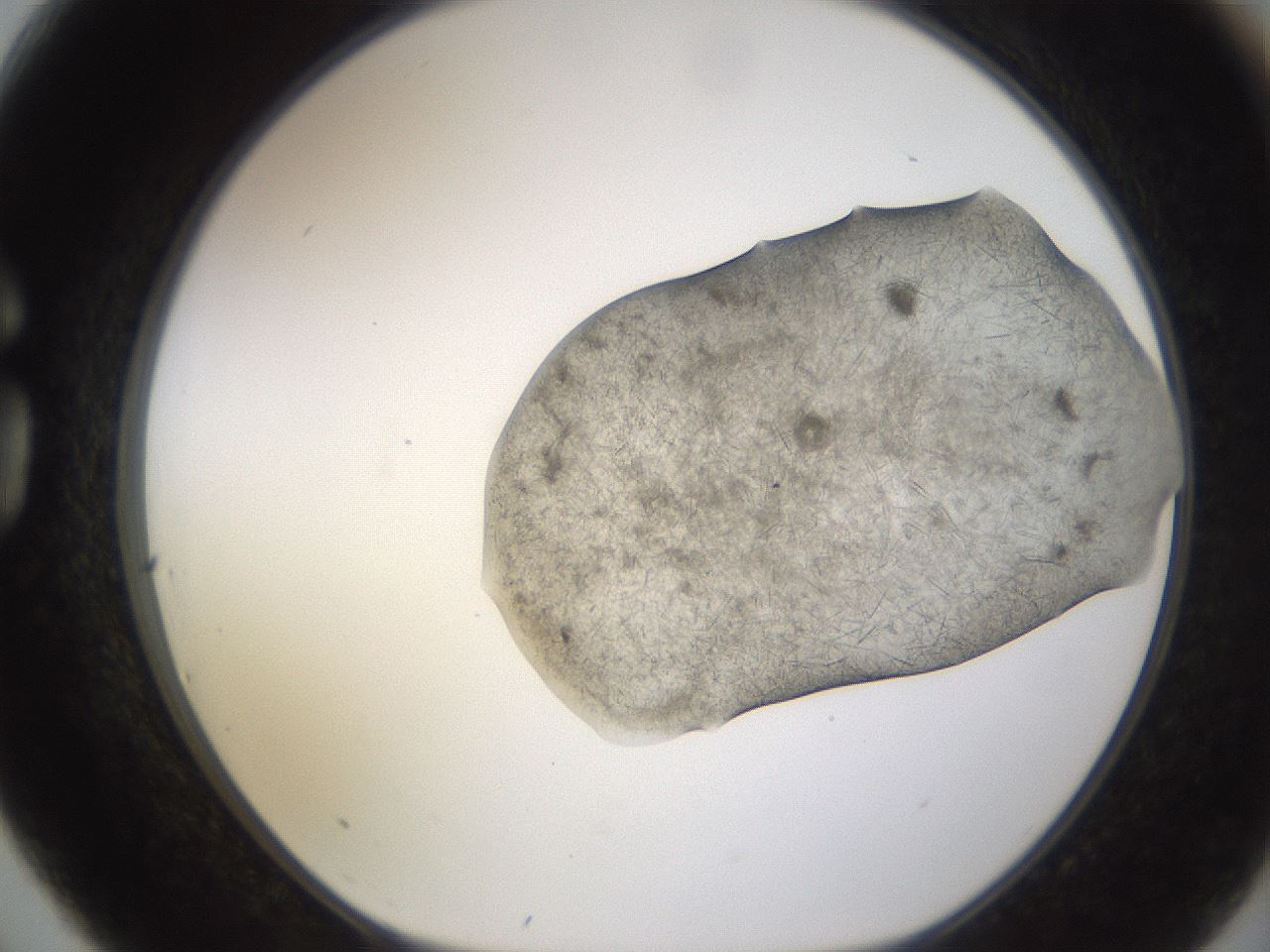 folderID894_plateID2894_batchID15879_wellNum75_profileID1_d1_r242618_ef.jpg