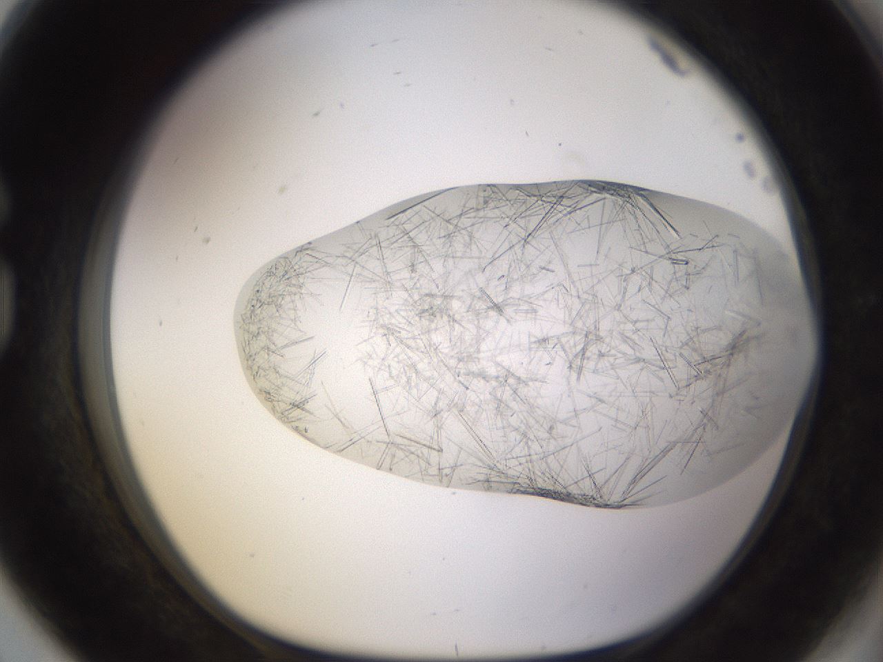 folderID894_plateID2894_batchID15879_wellNum80_profileID1_d1_r242623_ef.jpg