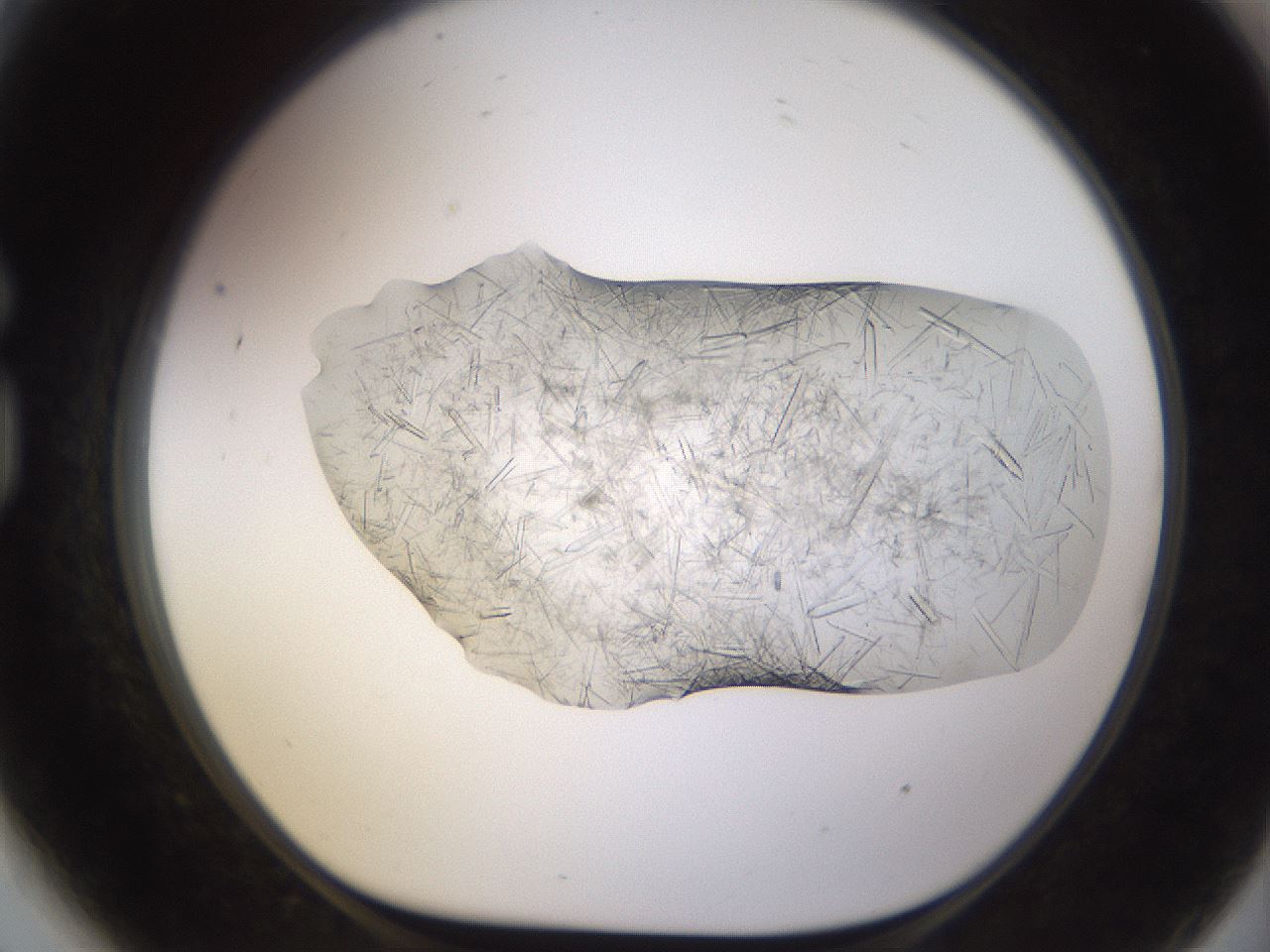 folderID894_plateID2894_batchID15879_wellNum81_profileID1_d1_r242624_ef.jpg