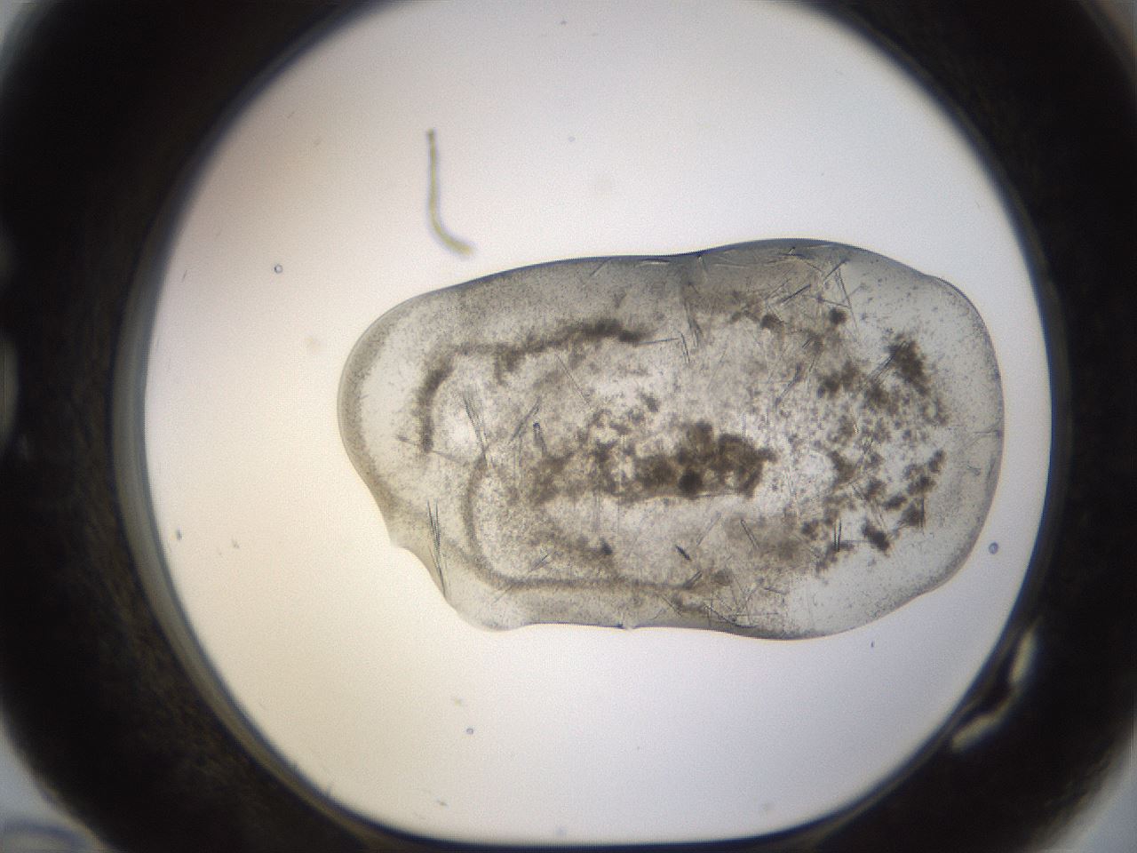 folderID894_plateID2894_batchID15879_wellNum82_profileID1_d1_r242625_ef.jpg
