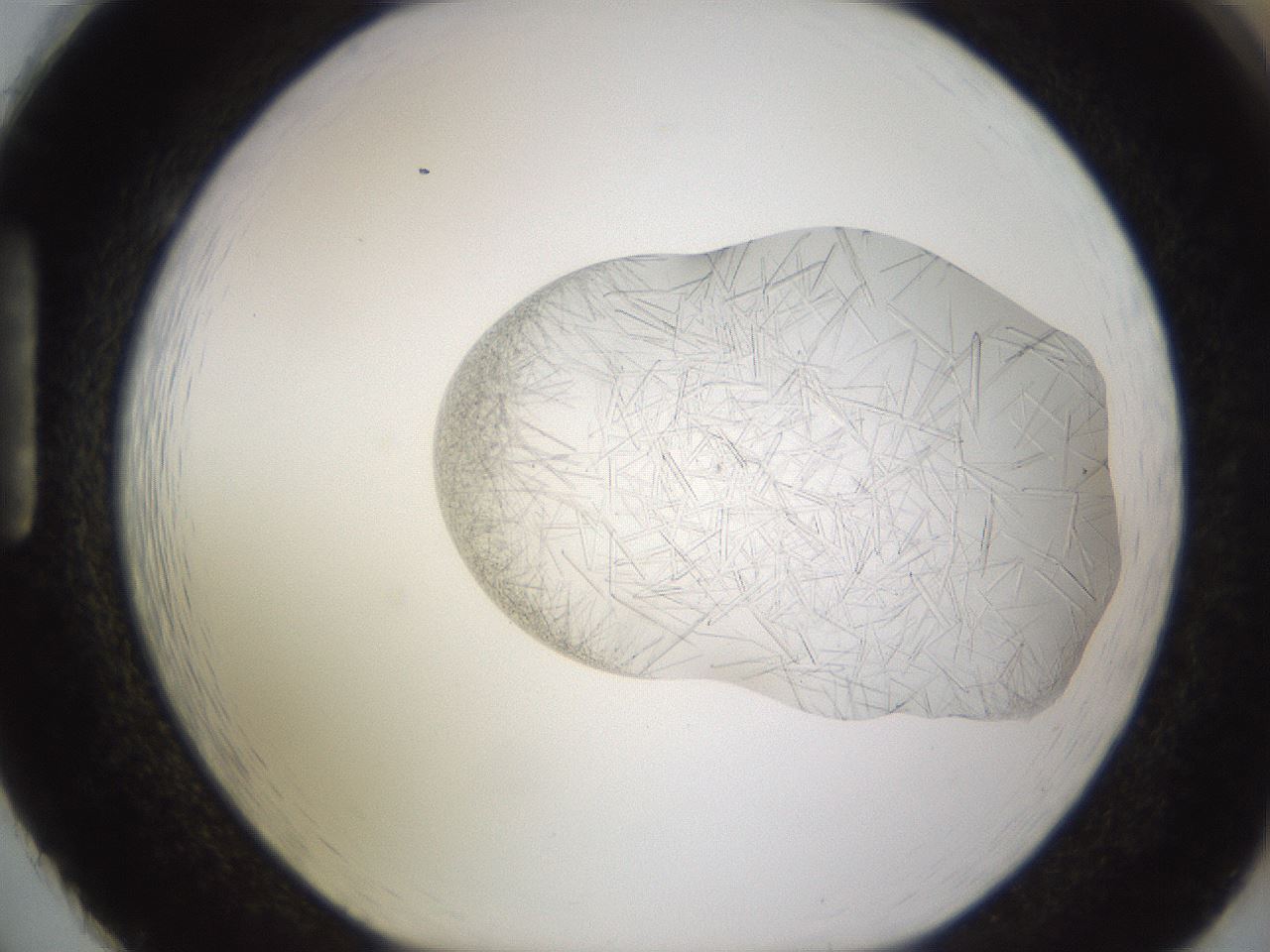 folderID894_plateID2894_batchID15879_wellNum86_profileID1_d1_r242629_ef.jpg