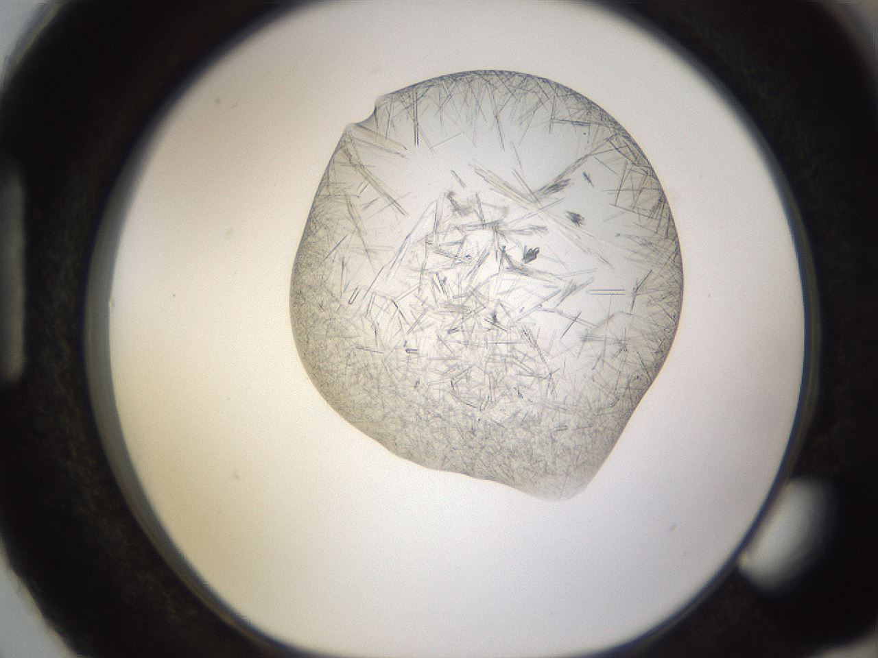 folderID894_plateID2894_batchID15879_wellNum87_profileID1_d1_r242630_ef.jpg