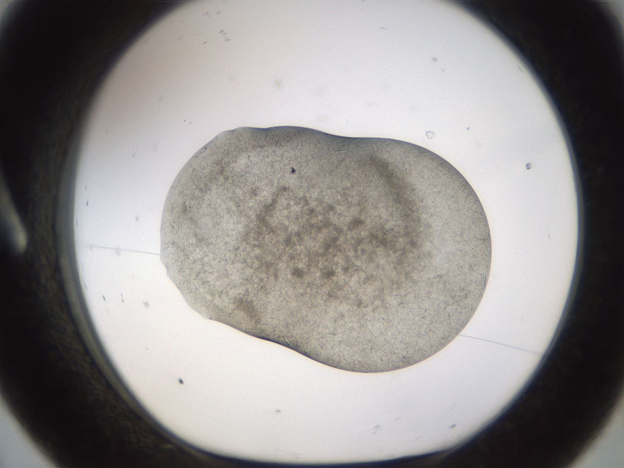 folderID894_plateID2894_batchID15879_wellNum8_profileID1_d1_r242551_ef.jpg