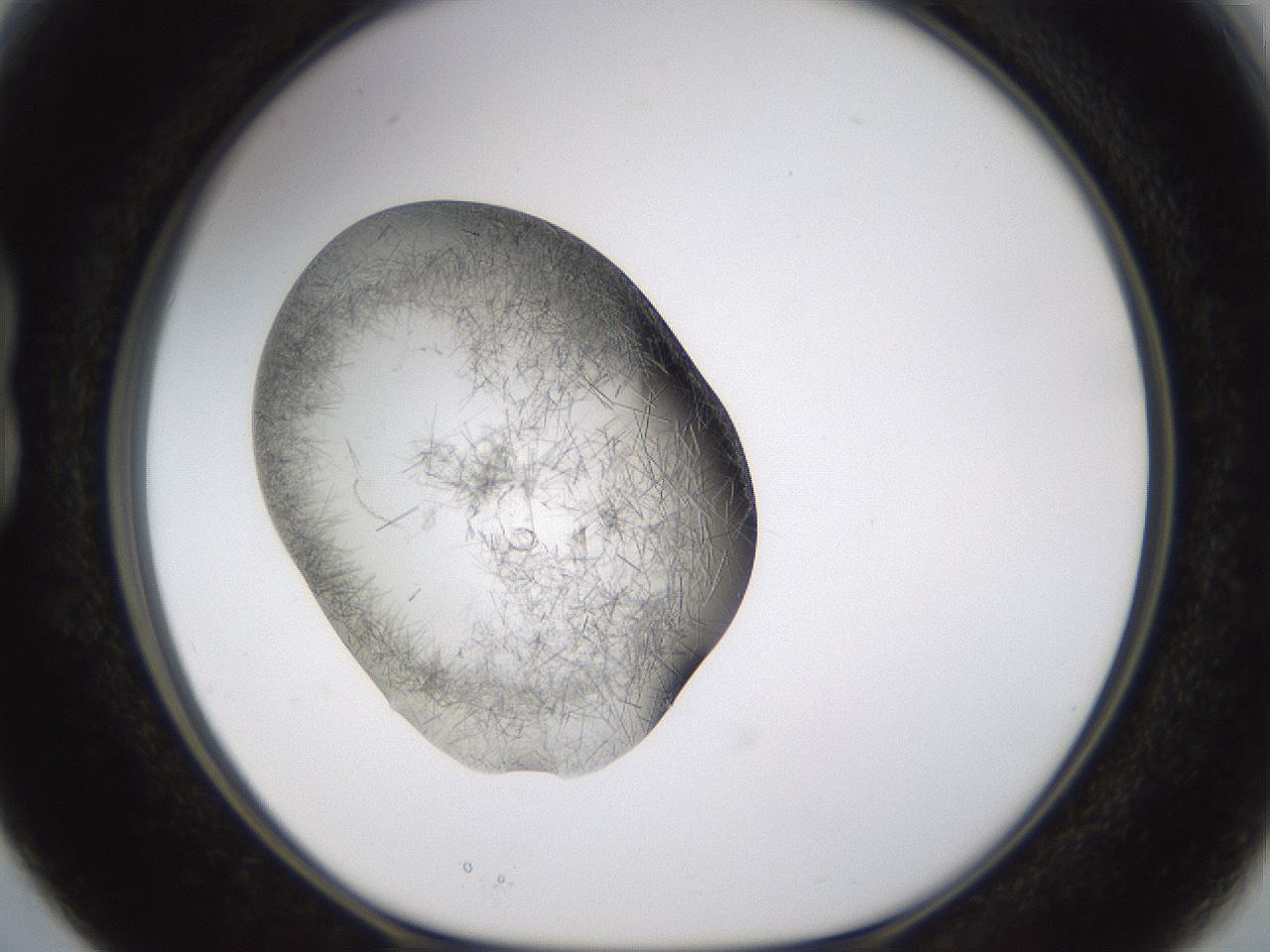folderID634_plateID2634_batchID13212_wellNum15_profileID1_d1_r209414_ef.jpg
