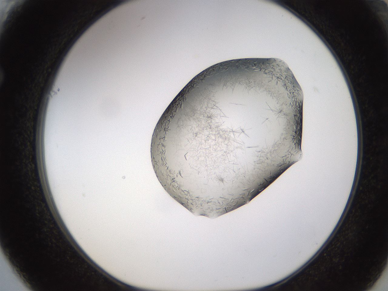 folderID634_plateID2634_batchID13212_wellNum61_profileID1_d1_r209506_ef.jpg
