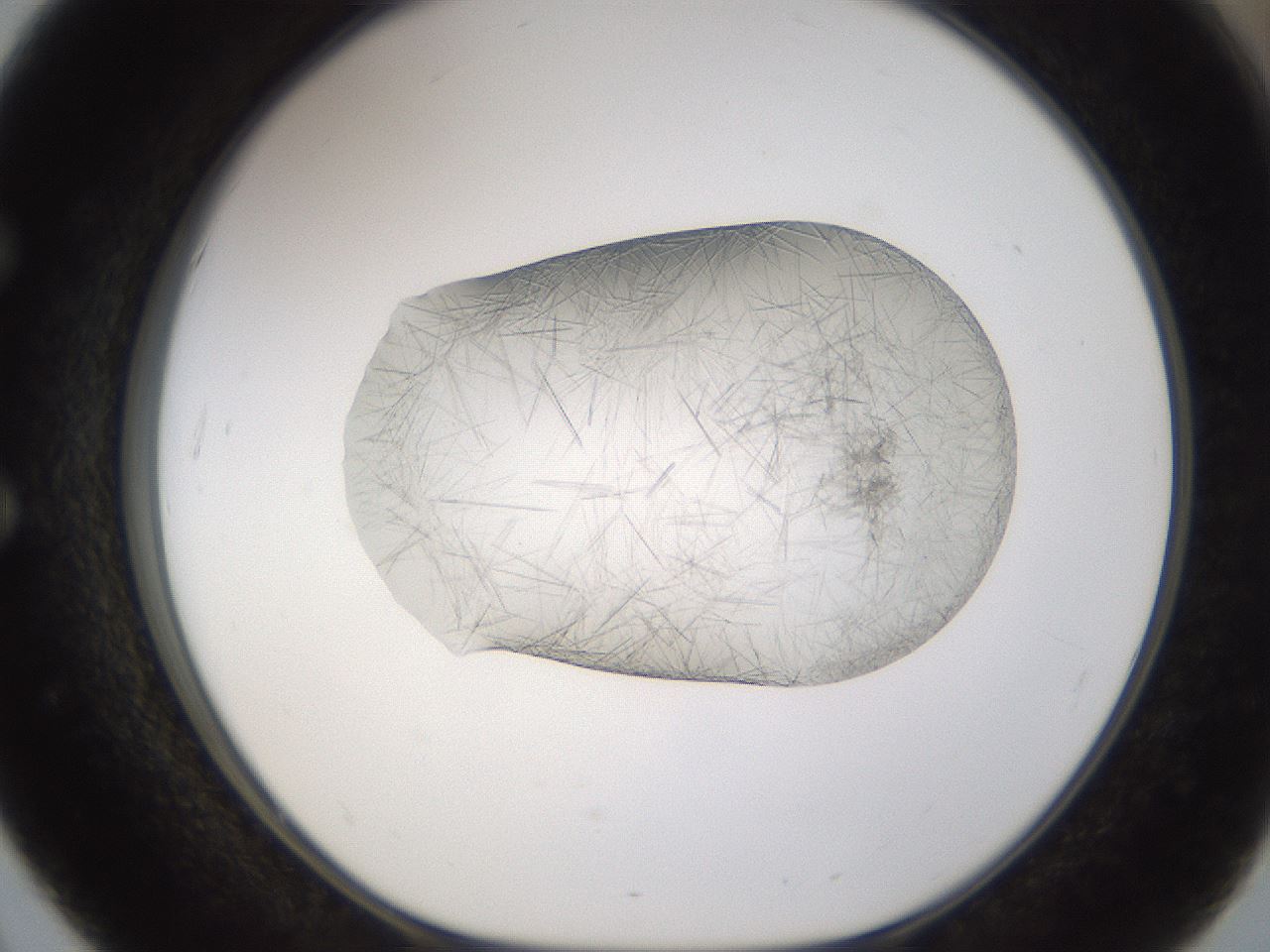 folderID895_plateID2895_batchID15880_wellNum51_profileID1_d1_r242690_ef.jpg