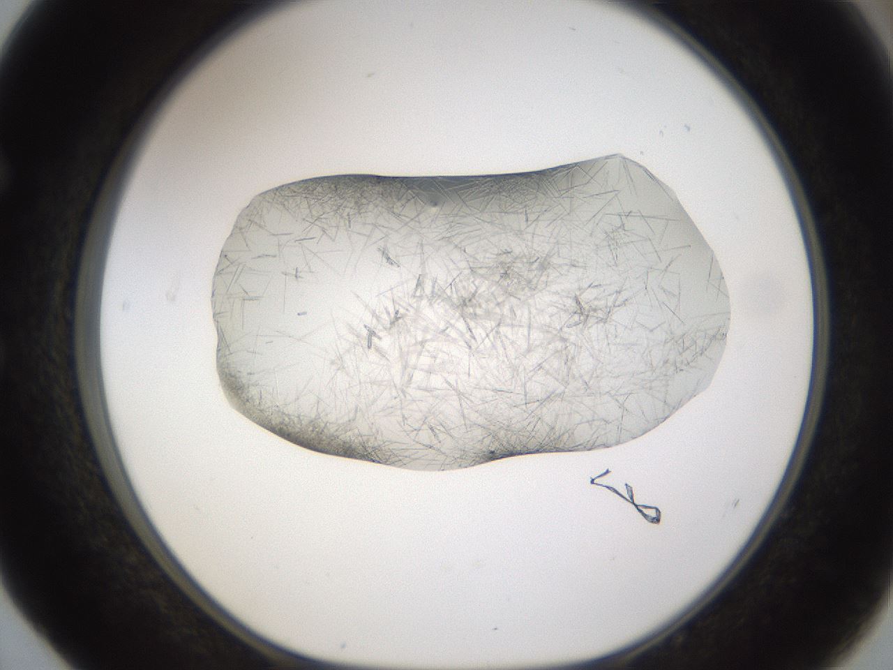 folderID895_plateID2895_batchID15880_wellNum52_profileID1_d1_r242691_ef.jpg