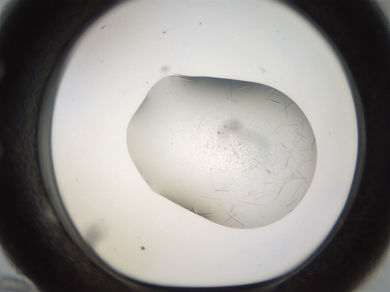 folderID895_plateID2895_batchID15880_wellNum58_profileID1_d1_r242697_ef.jpg