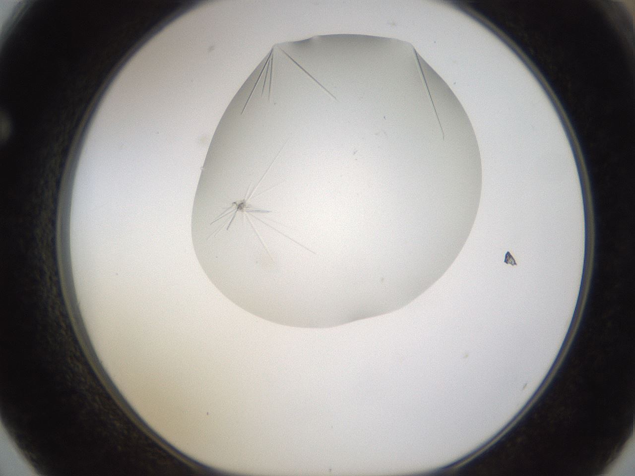 folderID895_plateID2895_batchID15880_wellNum62_profileID1_d1_r242701_ef.jpg