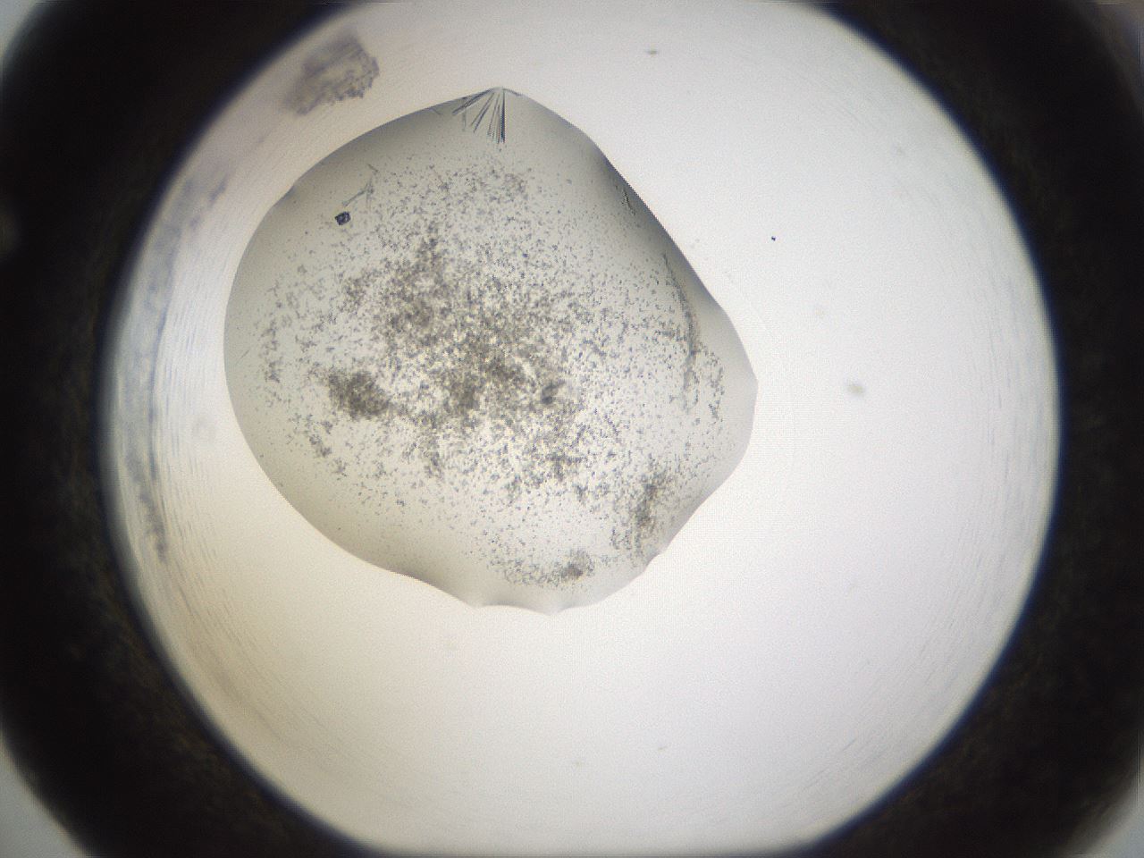 folderID895_plateID2895_batchID15880_wellNum65_profileID1_d1_r242704_ef.jpg
