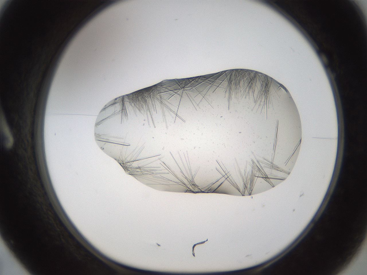 folderID895_plateID2895_batchID15880_wellNum7_profileID1_d1_r242646_ef.jpg