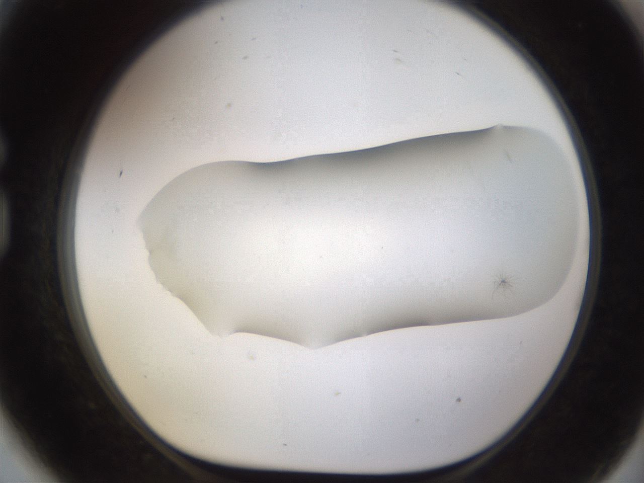 folderID895_plateID2895_batchID15880_wellNum81_profileID1_d1_r242720_ef.jpg