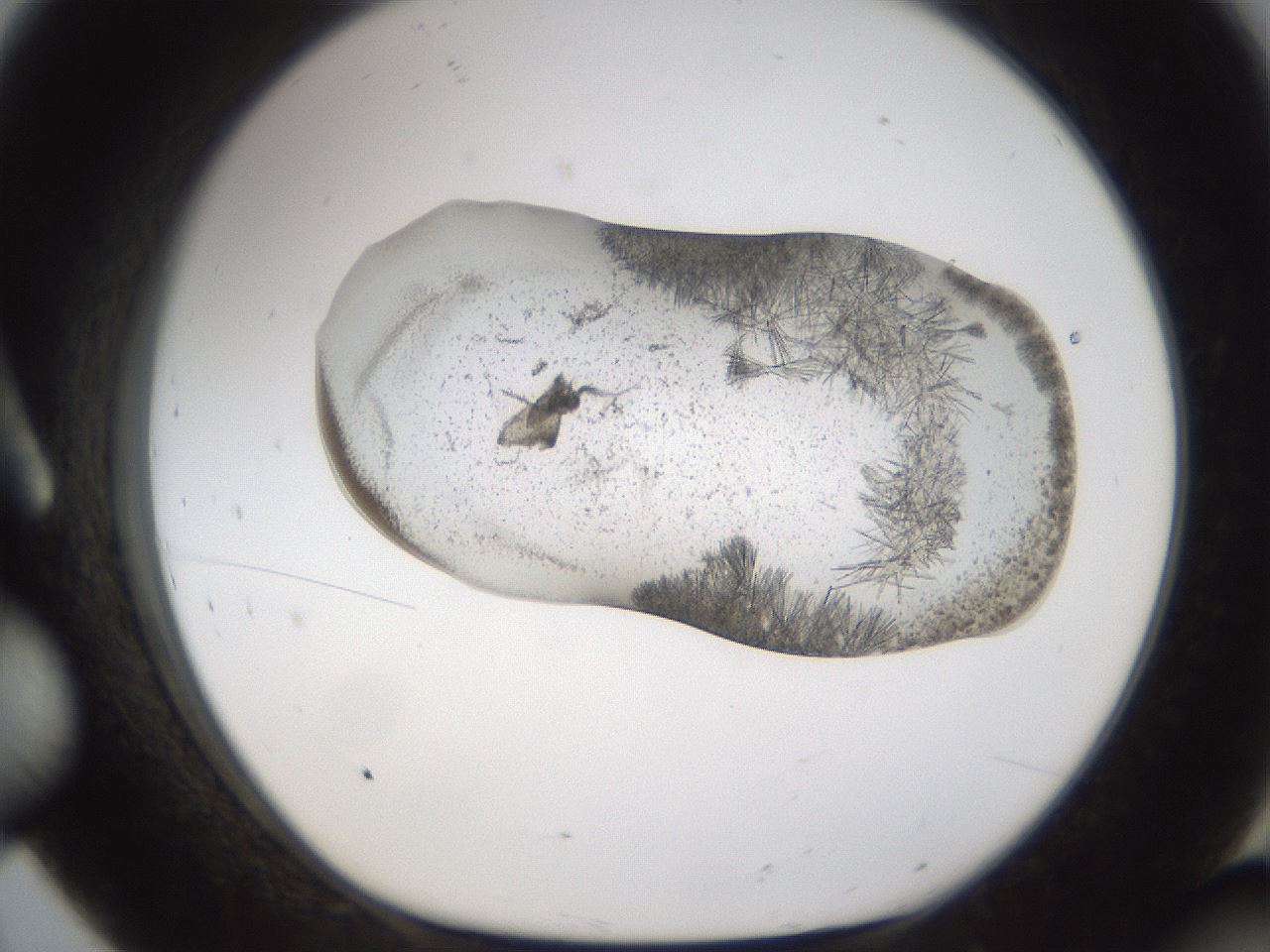 folderID895_plateID2895_batchID15880_wellNum8_profileID1_d1_r242647_ef.jpg