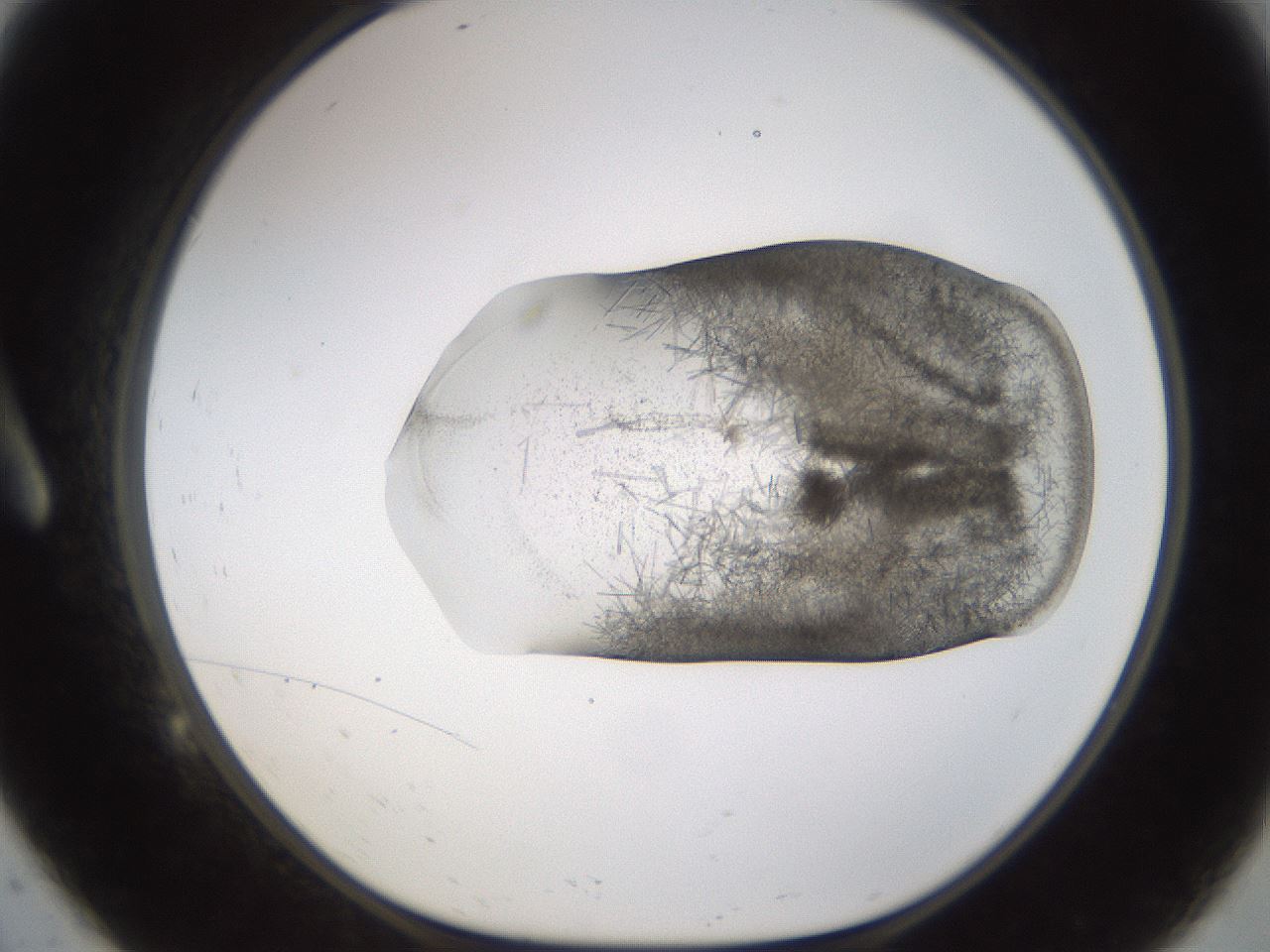 folderID895_plateID2895_batchID15880_wellNum9_profileID1_d1_r242648_ef.jpg