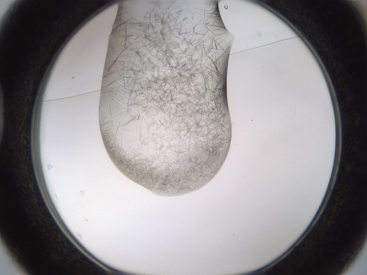 folderID894_plateID2894_batchID15879_wellNum37_profileID1_d1_r242580_ef.jpg