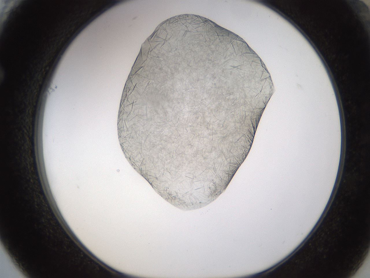 folderID894_plateID2894_batchID15879_wellNum61_profileID1_d1_r242604_ef.jpg