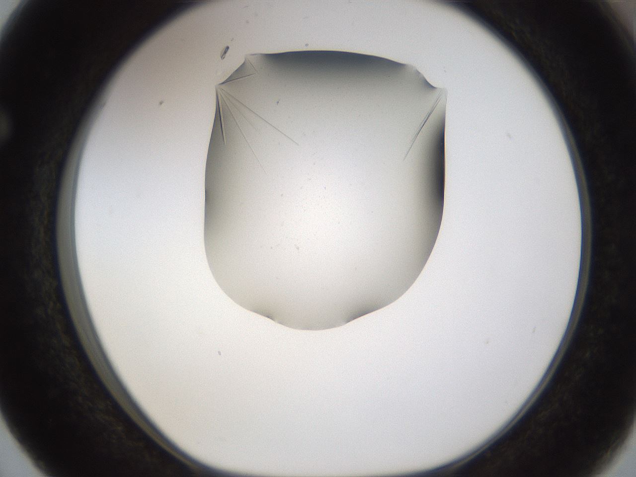 folderID895_plateID2895_batchID15880_wellNum63_profileID1_d1_r242702_ef.jpg