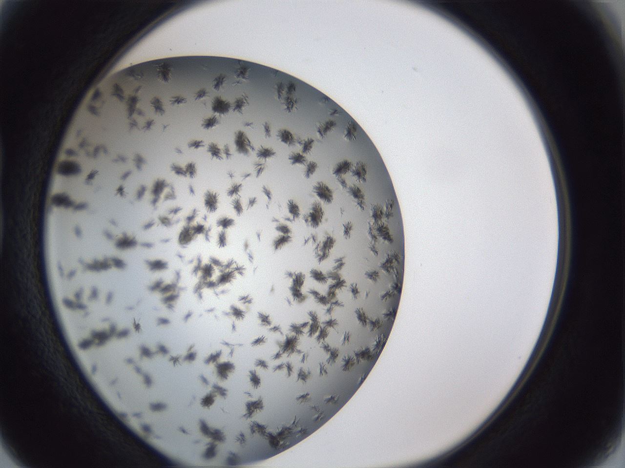 folderID899_plateID1899_batchID8120_wellNum15_profileID1_d1_r126970_ef.jpg