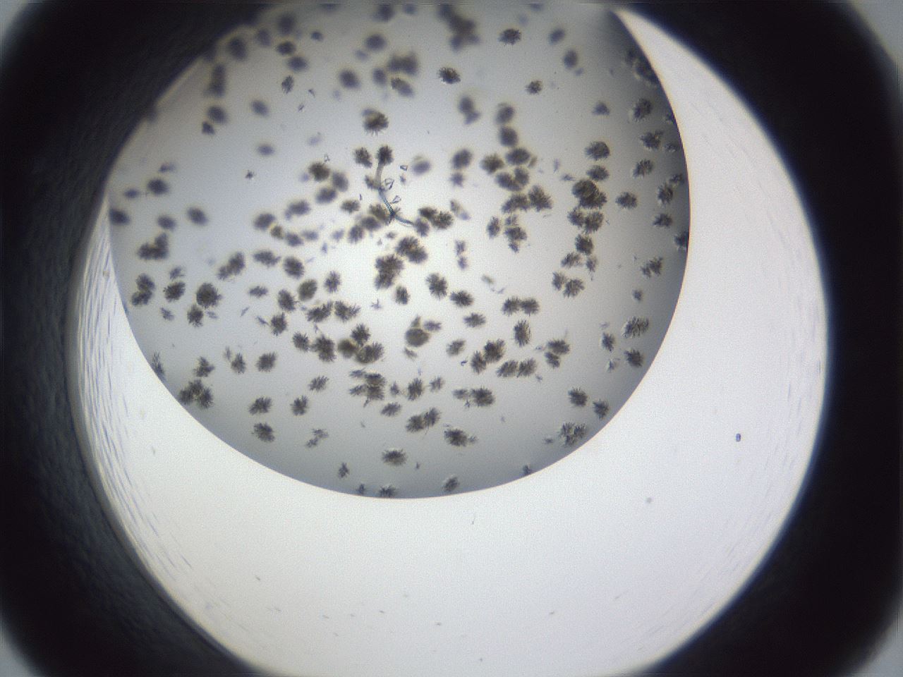 folderID899_plateID1899_batchID8120_wellNum19_profileID1_d1_r126974_ef.jpg