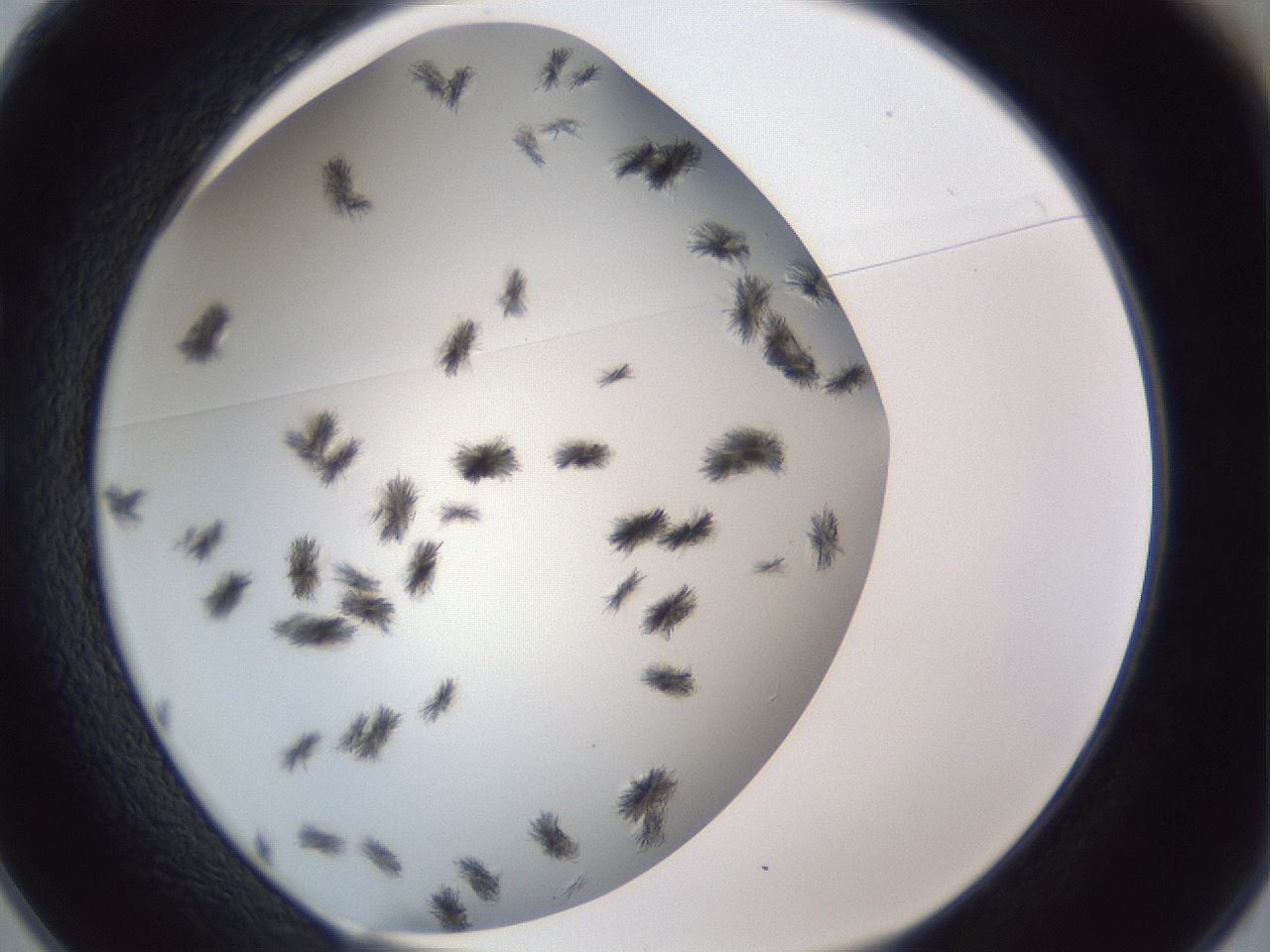 folderID899_plateID1899_batchID8120_wellNum25_profileID1_d1_r126980_ef.jpg