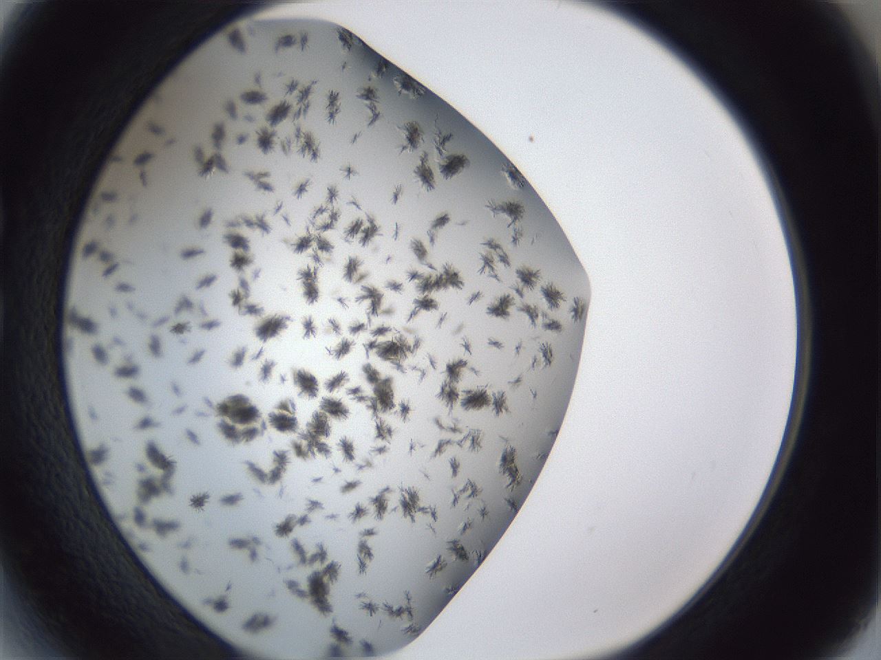 folderID899_plateID1899_batchID8120_wellNum27_profileID1_d1_r126982_ef.jpg