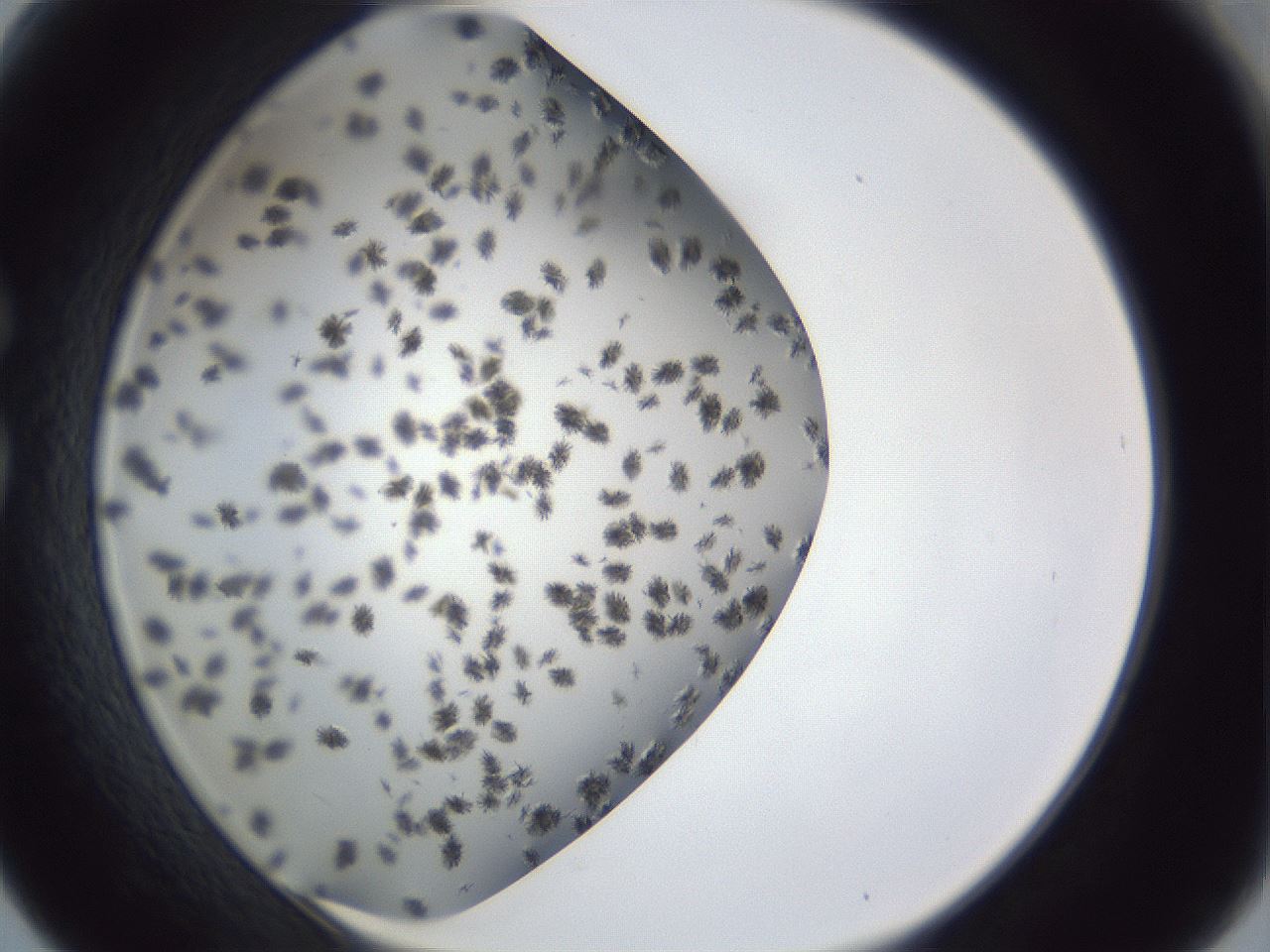 folderID899_plateID1899_batchID8120_wellNum30_profileID1_d1_r126985_ef.jpg