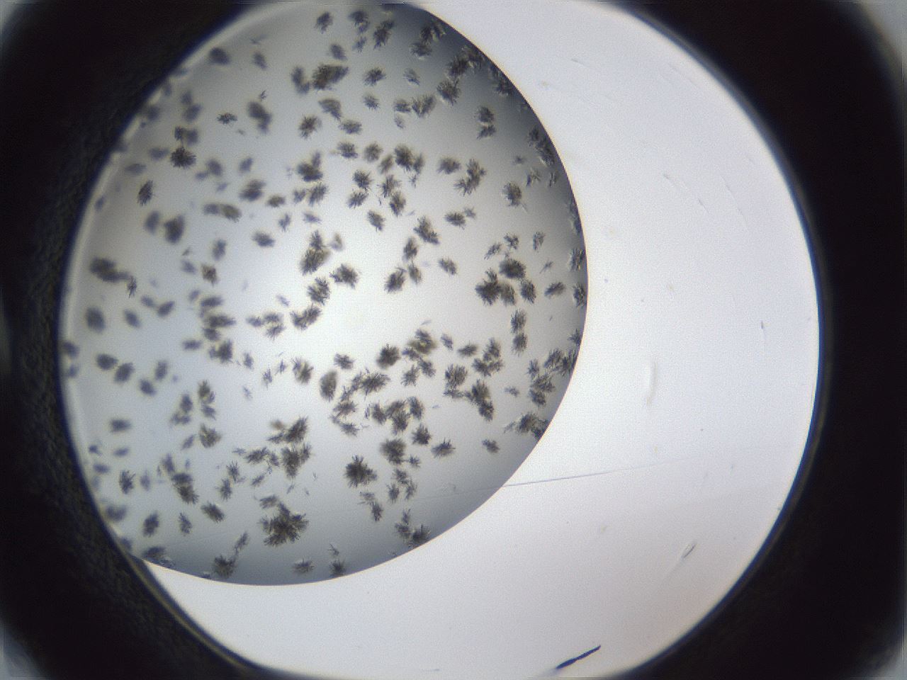 folderID899_plateID1899_batchID8120_wellNum4_profileID1_d1_r126959_ef.jpg