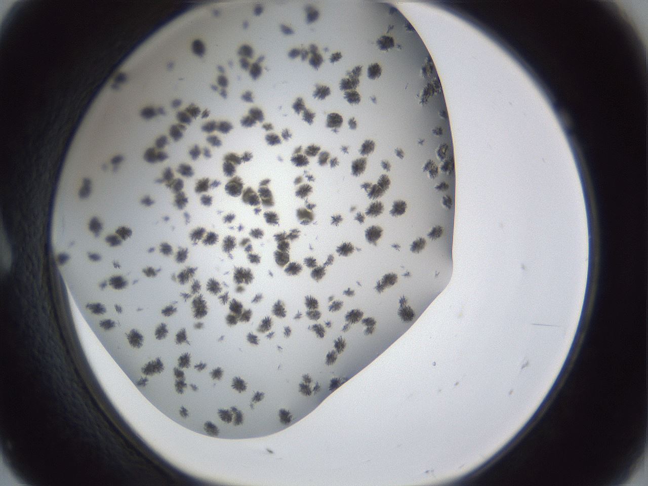 folderID899_plateID1899_batchID8120_wellNum7_profileID1_d1_r126962_ef.jpg