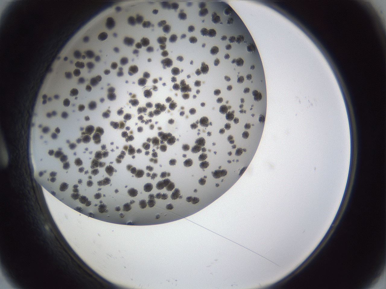 folderID899_plateID1899_batchID8120_wellNum9_profileID1_d1_r126964_ef.jpg