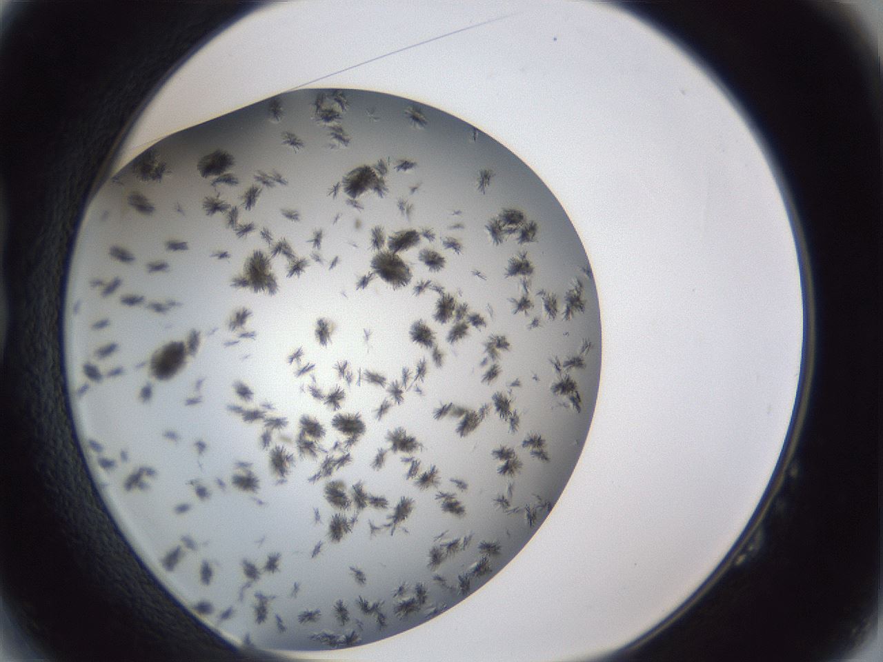 folderID899_plateID1899_batchID8128_wellNum14_profileID1_d1_r126969_ef.jpg