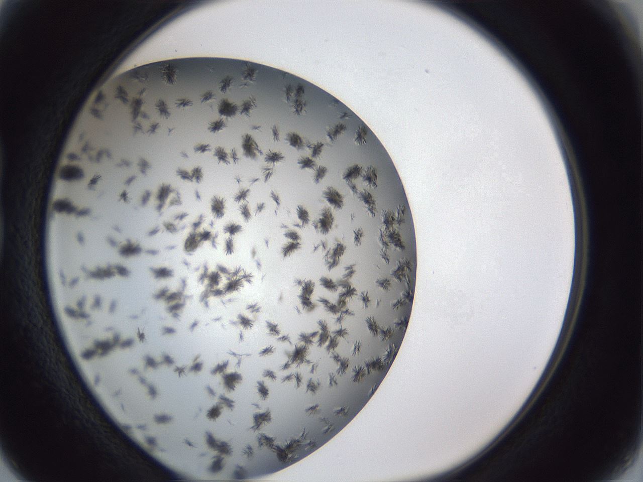 folderID899_plateID1899_batchID8128_wellNum15_profileID1_d1_r126970_ef.jpg