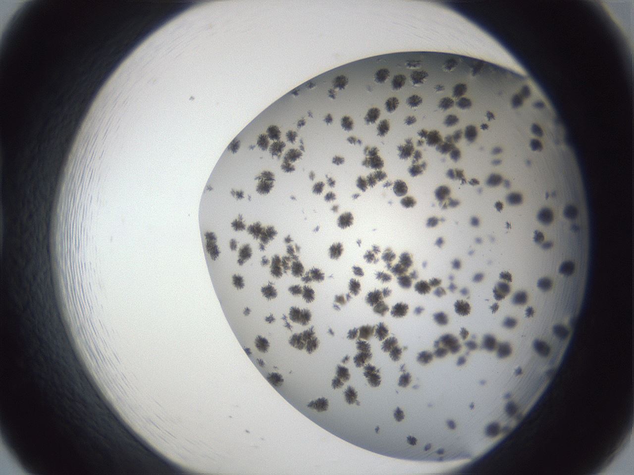 folderID899_plateID1899_batchID8128_wellNum20_profileID1_d1_r126975_ef.jpg