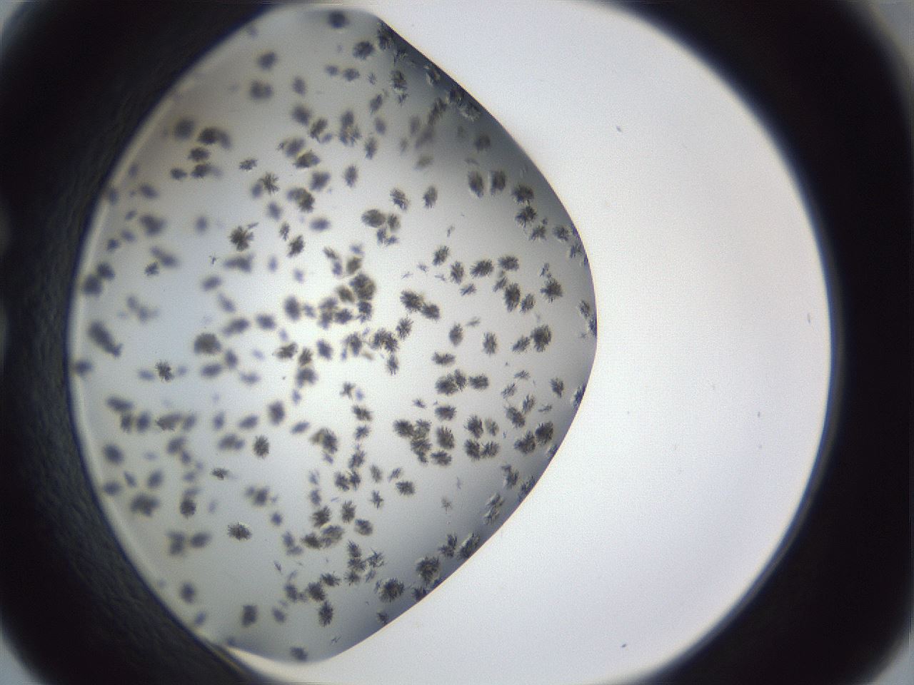 folderID899_plateID1899_batchID8128_wellNum30_profileID1_d1_r126985_ef.jpg
