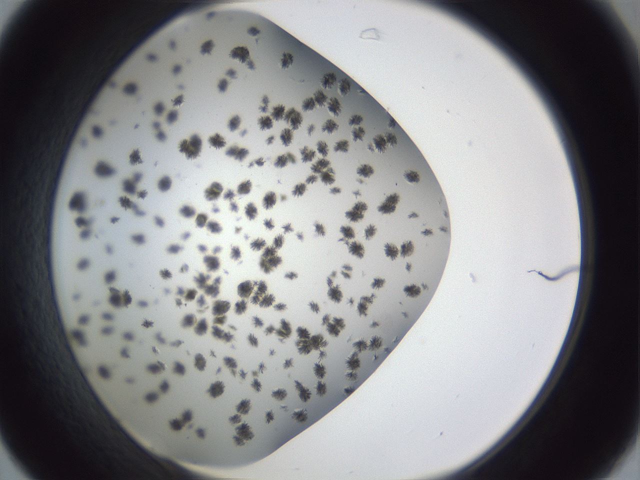 folderID899_plateID1899_batchID8128_wellNum31_profileID1_d1_r126986_ef.jpg