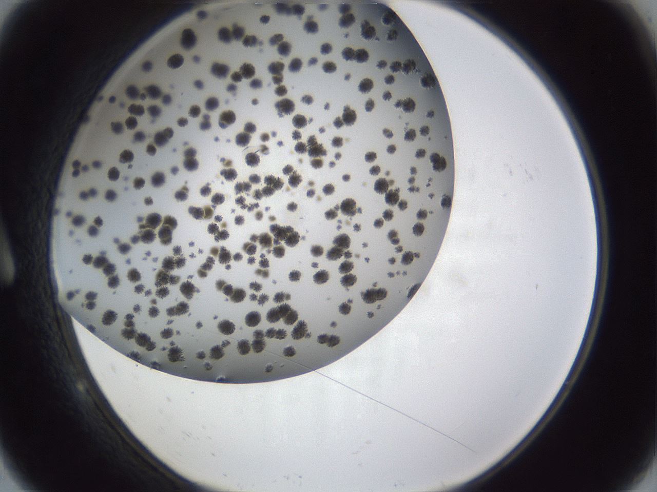 folderID899_plateID1899_batchID8128_wellNum9_profileID1_d1_r126964_ef.jpg